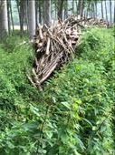 Beaver dam for Monster Beavers: by donna_jeff, Views[145]