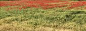Poppies in Wheat: by donna_jeff, Views[140]