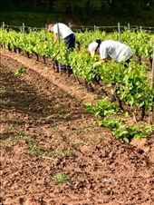 Trimming grapes near Azofra: by donna_jeff, Views[144]