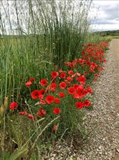 Red poppies Alesanco: by donna_jeff, Views[130]