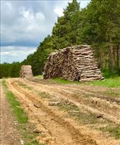 Logs Atapuerca: by donna_jeff, Views[177]