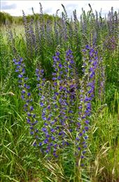 Purple flowering weeds Barrios de Colina: by donna_jeff, Views[199]