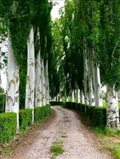 white trunk trees: by donna_jeff, Views[180]