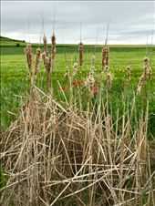 pussy willows: by donna_jeff, Views[174]