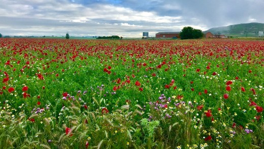 Poppies and clouds Castrojeriz