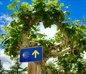 Camino arrow and grape vine Fromista: by donna_jeff, Views[203]