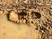 Muddy footprint Lagartos: by donna_jeff, Views[152]