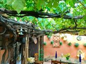 Mansilla grape vines patio: by donna_jeff, Views[145]