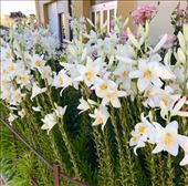 lilies: by donna_jeff, Views[145]