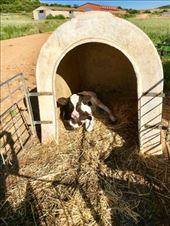 calf in dog house Santibanez de Valdeiglesias: by donna_jeff, Views[201]