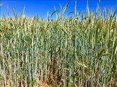 grass crop San Justo de la Vega: by donna_jeff, Views[150]