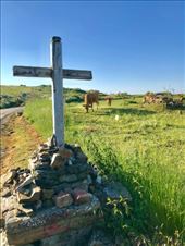 Cows w cross Manjarin: by donna_jeff, Views[148]