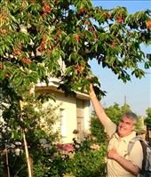 JGH picking cherries Fuentes Nuevas: by donna_jeff, Views[164]