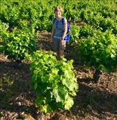 DMS in vineyard Camponaraya: by donna_jeff, Views[138]