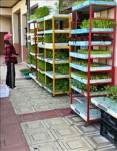 Buying garden plants Cacabelos: by donna_jeff, Views[127]