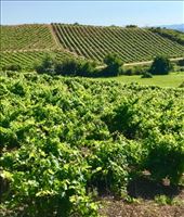 Vineyards Cacabelos: by donna_jeff, Views[133]