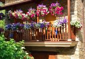 flowers Vega de Valcarce: by donna_jeff, Views[135]