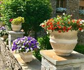 flowers house Vega de Valcarce2: by donna_jeff, Views[160]