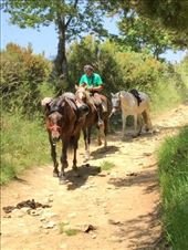 Horses Herrerias to O Cebreiro: by donna_jeff, Views[182]