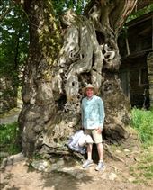 800 year old tree JGH: by donna_jeff, Views[184]