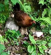 Chickens on trail: by donna_jeff, Views[150]