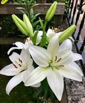 lillies Samos: by donna_jeff, Views[136]
