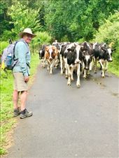 JGH w cows Furelos: by donna_jeff, Views[171]