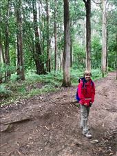 eucalyptus forest DMS: by donna_jeff, Views[148]