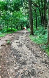 camino trail into Amenal: by donna_jeff, Views[231]