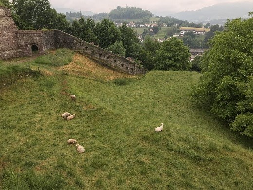 St Jean sheep