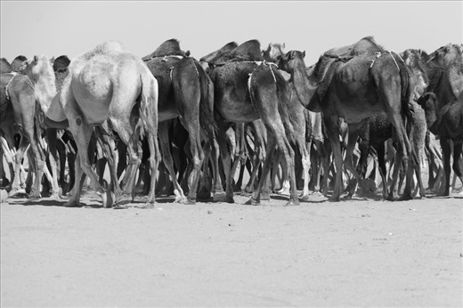 A herd of camels in the pasture. These are used for milk and meat