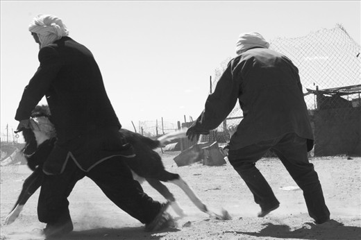 Two men tring to dominate a black strong ram