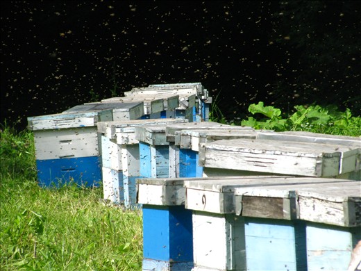 Beehives of the Mt. Fruska gora.