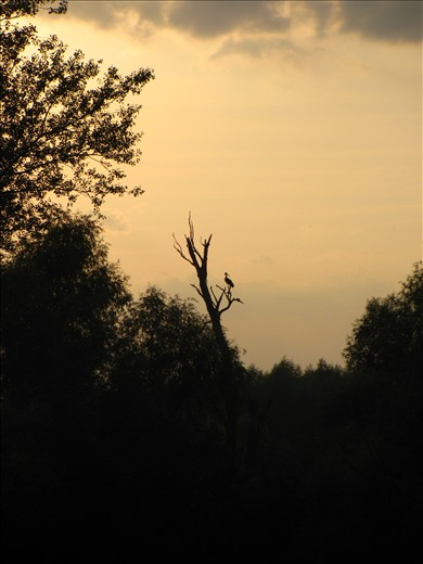The black stork is rare and protected specie that found home on it`s floodplain.