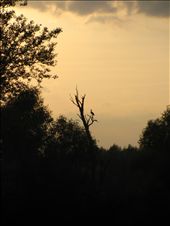 The black stork is rare and protected specie that found home on it`s floodplain.: by dragana, Views[230]