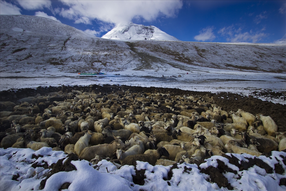 Goat herd avoiding the weather