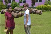 Collecting Coconuts for Coconut Milk: by dreamiesnieks, Views[711]