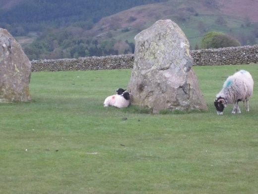 Sheep cuddling stone