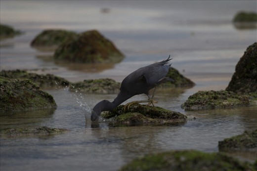 Better light later in the morning wakes up some of the local wildlife - what I believe to be a dark grey Heron (or similar). The story of this bird is solely focused on catching a mid-morning snack.