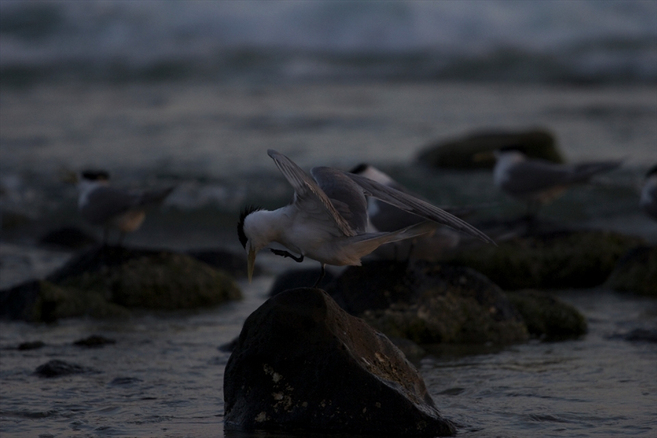 The illusive Little Tern; an endangered and now protected species. As these birds are strongly migratory I was lucky to catch some on their travels. Meeting Matthew and Jessica that morning, I learned that the numbers of Terns have been diminishing for years until the Tweed Shire Council made a conscience effort to alert people to the species. Now signage is placed at the entrance to the beach outlining the plight of the Little Tern and their story.