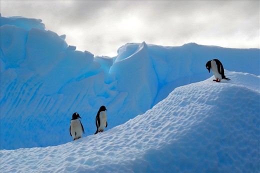 Three Gentoo Penguins enjoy the Sun's warmth on a marvelous wind swept ice flow in the Antarctic Peninsula at Brown Bluff .  