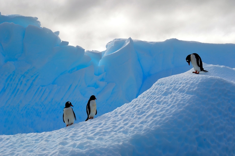 Three Gentoo Penguins enjoy the Sun's warmth on a marvelous wind swept ice flow in the Antarctic Peninsula at Brown Bluff .  