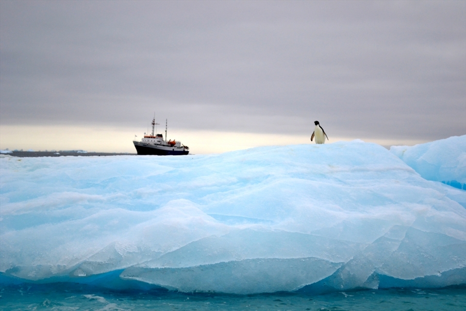 A lone Adelie Penguin stands tall and surveys his surrounds as the MV Ushuaia sits anchored in the background. Paulette Island, Antarctica. 