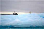 A lone Adelie Penguin stands tall and surveys his surrounds as the MV Ushuaia sits anchored in the background. Paulette Island, Antarctica. : by drewgregory1, Views[430]