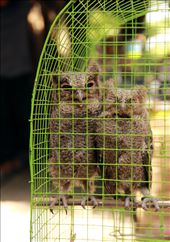 Two rather young owls for sale at the Bird Market in Yogyakarta, Indonesia,
A place where all kinds of animals, captured in the wild, are sold as pets.
: by drewsen, Views[648]