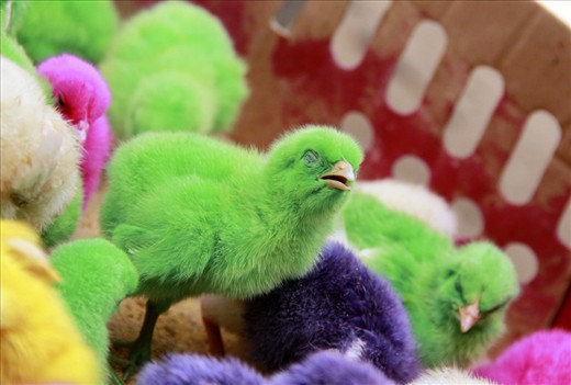 A group of little chickens, injected with color before hatching. They are now being sold at the market in bundles of four as a live toy and are very popular with kids.

