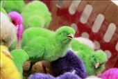 A group of little chickens, injected with color before hatching. They are now being sold at the market in bundles of four as a live toy and are very popular with kids.
: by drewsen, Views[550]