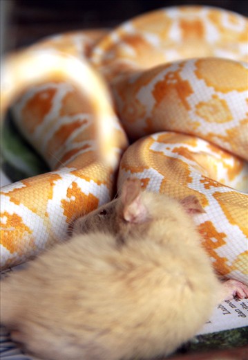 A mouse snuggling up with a sleeping Python in a fish tank. Seemingly unaware it will be its prey on awakening.