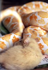A mouse snuggling up with a sleeping Python in a fish tank. Seemingly unaware it will be its prey on awakening.: by drewsen, Views[315]