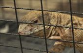 A lizard, one of many reptiles, is talking a short brake from its restless wandering around in its little cage waiting to be traded at the bird market.: by drewsen, Views[231]
